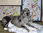 CLICK HERE for larger picture of Christine with some of her tail-paintings