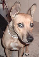 Katrina dog-artist Gracie, a Pharaoh Hound mix