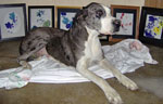 CLICK HERE for larger picture of Mozart with some of his paw-paintings