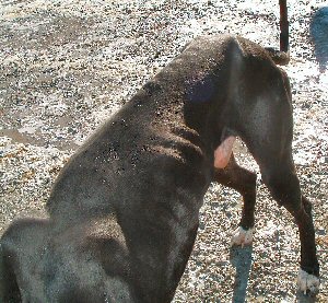 Adoptable Great Dane -- Guinness II close up of emaciated body