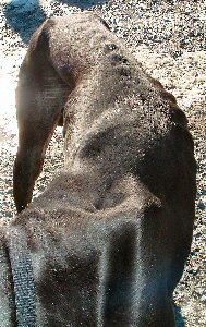 Adoptable Great Dane -- Guinness II close up of emaciated body