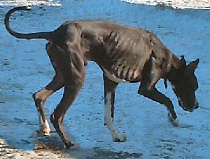 Adoptable Great Dane -- Guinness II trotting in snow