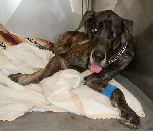 Adoptable Danes -- Max